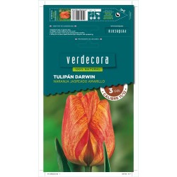 BULBOS TULIPAN DARWIN NARANJA JASPEADO AMARILLO 3 UDS