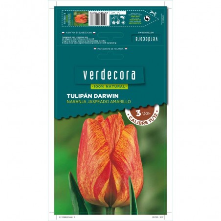 BULBOS TULIPAN DARWIN NARANJA JASPEADO AMARILLO 3 UDS