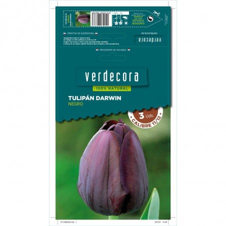 BULBOS TULIPAN DARWIN NEGRO 3 UDS