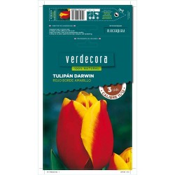 BULBOS TULIPAN DARWIN ROJO BORDE AMARILLO 3 UDS