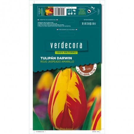 BULBOS TULIPAN DARWIN ROJO JASPEADO AMARILLO 3 UDS