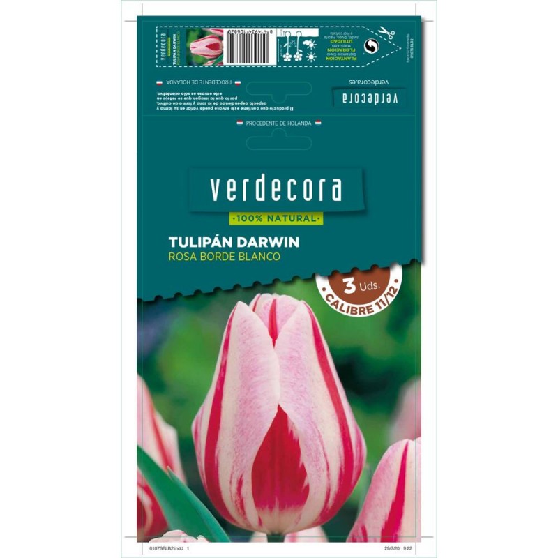 BULBOS TULIPÁN DARWIN ROSA BORDE BLANCO 3 UDS