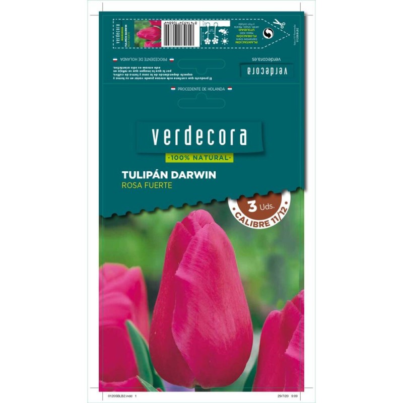 BULBOS TULIPÁN DARWIN ROSA FUERTE 3 UDS