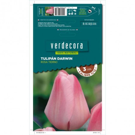 BULBOS TULIPÁN DARWIN ROSA TIERNO 3 UDS