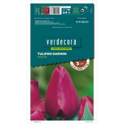 BULBOS TULIPAN DARWIN VIOLETA 3 UDS