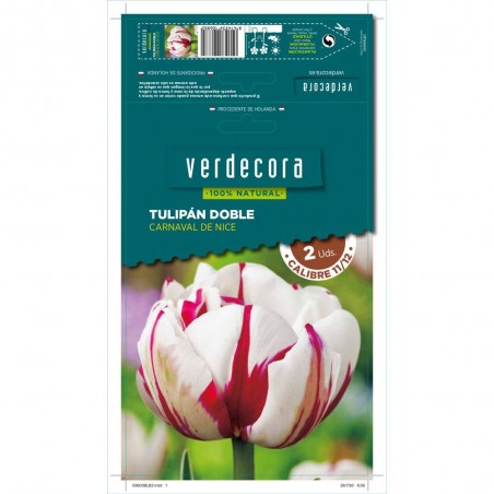 BULBOS TULIPÁN DOBLE CARNAVAL 2 UDS