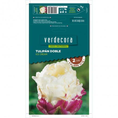 BULBOS TULIPAN DOBLE ICE CREAM 2 UDS