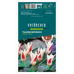 BULBOS TULIPÁN BOTANICO BLANCO/ROJO 3 UDS