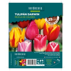 BULBOS VERDECORA TULIPÁN DARWIN MEZCLA 25 UDS