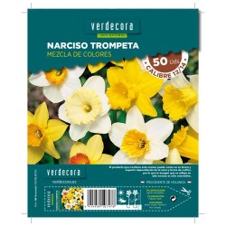 BULBOS NARCISO TROMPETA MEZCLA VERDECORA 50 UDS