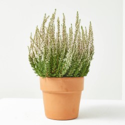 CALLUNA MACETA 12CM