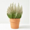 CALLUNA MACETA 12CM