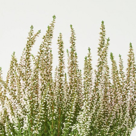 CALLUNA MACETA 12CM