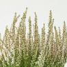 CALLUNA MACETA 12CM