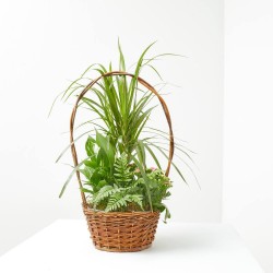 COMPO CESTA ASA 15CM