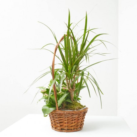 COMPO CESTA ASA 15CM