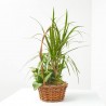 COMPO CESTA ASA 15CM
