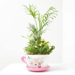 COMPO TAZA PEQUEÑA
