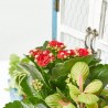 COMPO VENTANA