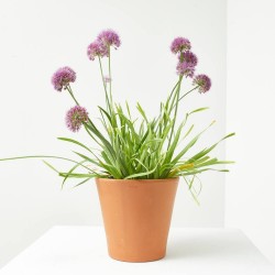 ALLIUM MACETA 3L