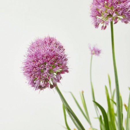 ALLIUM MACETA 3L