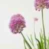 ALLIUM MACETA 3L