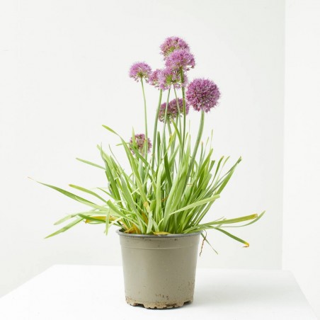 ALLIUM MACETA 3L
