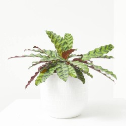 CALATHEA PORTE COMPACTO 17CM