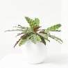 CALATHEA PORTE COMPACTO 17CM