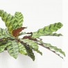 CALATHEA PORTE COMPACTO 17CM