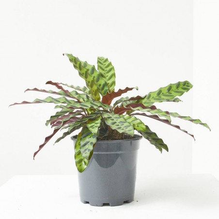 CALATHEA PORTE COMPACTO 17CM