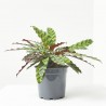 CALATHEA PORTE COMPACTO 17CM