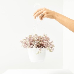 CALLISISA ROSAT T15 COLGADOR