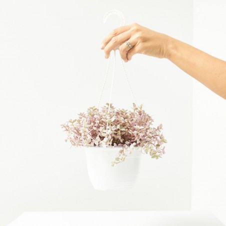 CALLISISA ROSAT T15 COLGADOR