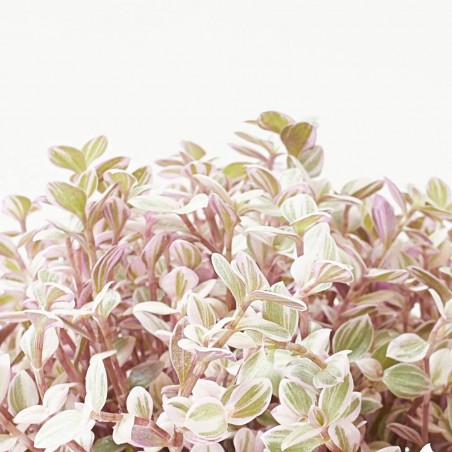 CALLISISA ROSAT T15 COLGADOR