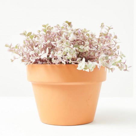 CALLISISA ROSAT T15 COLGADOR