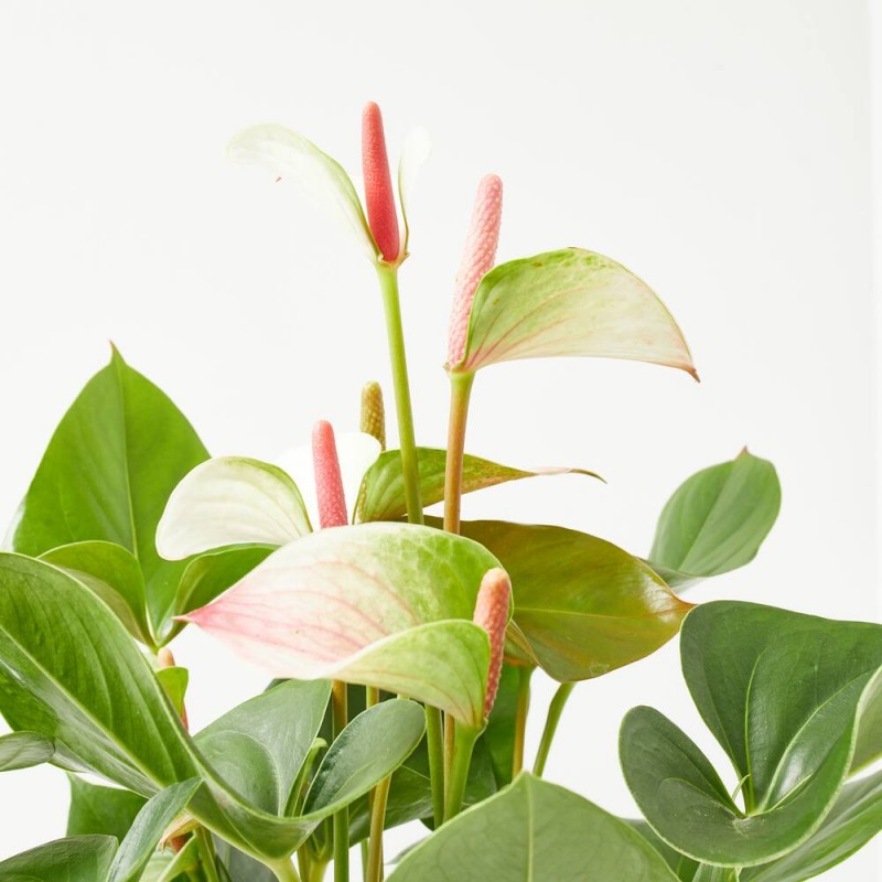 anthurium 'princess amalia maceta 3l