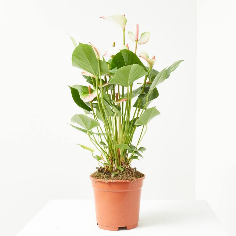 jade plant symbolism Jade Plant I The Symbol of Luck, Prosperity and Positivity I  Leafy Island