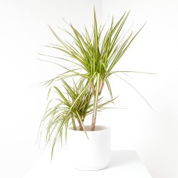 DRACAENA SUNRAY C 20