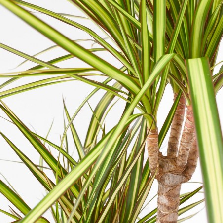 DRACAENA SUNRAY C 20