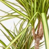 DRACAENA SUNRAY C 20