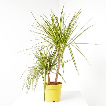 DRACAENA SUNRAY C 20