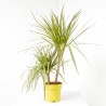 DRACAENA SUNRAY C 20