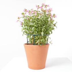 SALVIA VARIEDADES MACETA 15CM