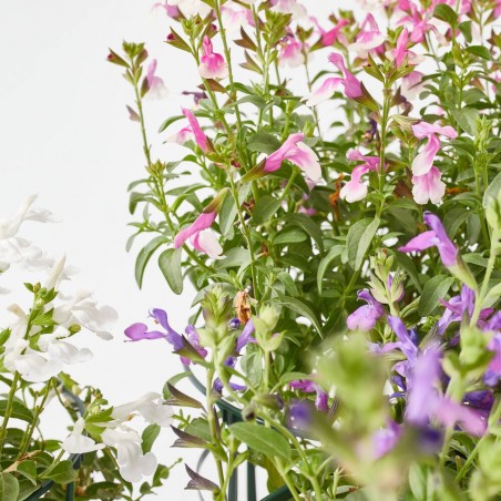 SALVIA VARIEDADES MACETA 15CM