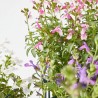 SALVIA VARIEDADES MACETA 15CM