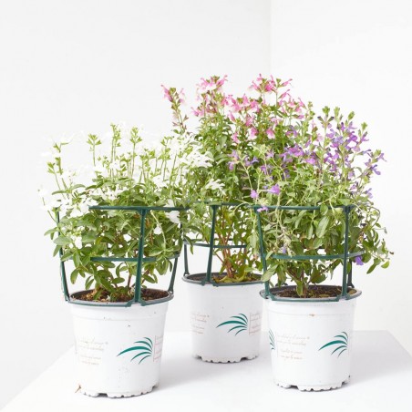SALVIA VARIEDADES MACETA 15CM
