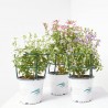 SALVIA VARIEDADES MACETA 15CM