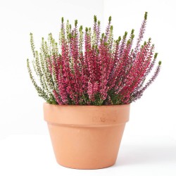 CALLUNA MOSAICA MACETA 14CM