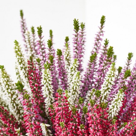 CALLUNA MOSAICA MACETA 14CM